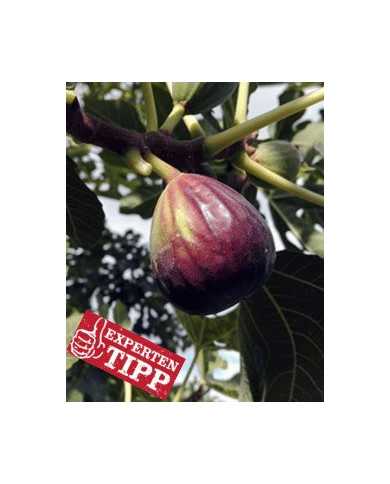 Bio Feigenbaum Sultane