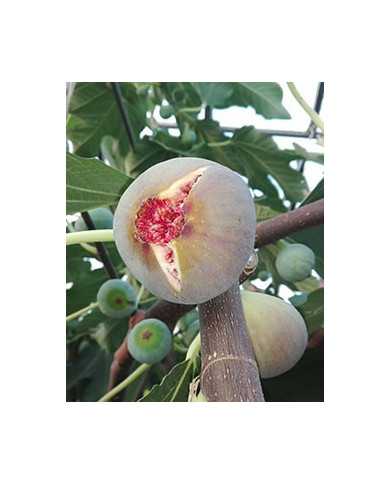 biofeigenbaumtaiwan(twas) biofeigenbaumtaiwan(twas)