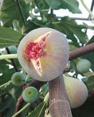 biofeigenbaumtaiwan(twas) biofeigenbaumtaiwan(twas)