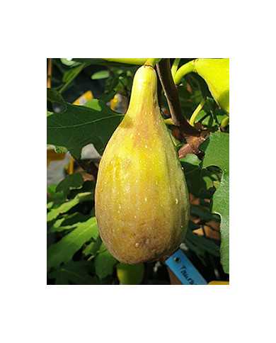 biofeigenbaumtaurusfeige biofeigenbaumtaurusfeige