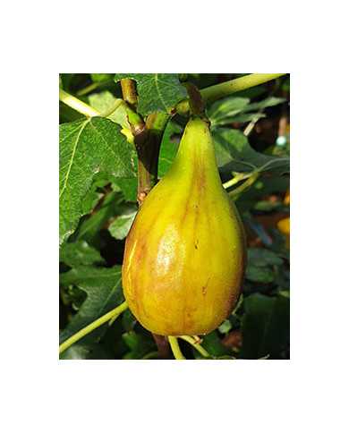 Bio Feigenbaum Taurusfeige (*) Bio Feigenbaum Taurusfeige (*)