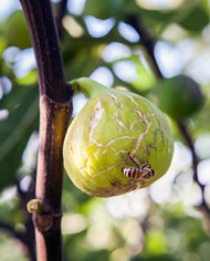 biofeigenbaumtena biofeigenbaumtena