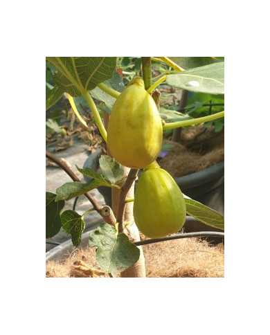 Bio Feigenbaum Termenjaca (**) Bio Feigenbaum Termenjaca (**)