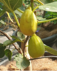 Bio Feigenbaum Termenjaca (**) Bio Feigenbaum Termenjaca (**)