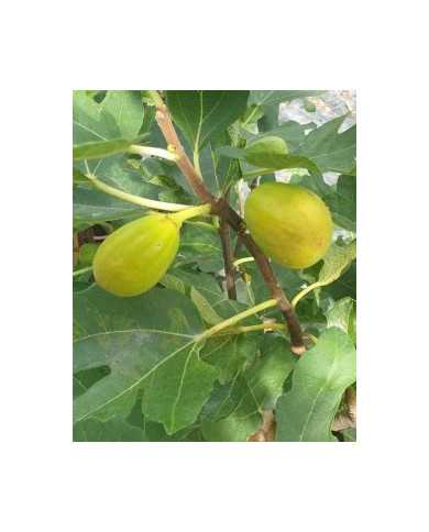 Bio Feigenbaum Termenjaca (**) Bio Feigenbaum Termenjaca (**)