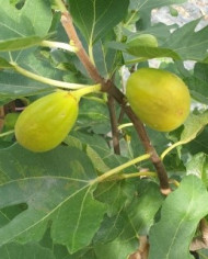 Bio Feigenbaum Termenjaca (**) Bio Feigenbaum Termenjaca (**)