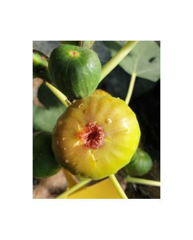 biofeigenbaumterza biofeigenbaumterza