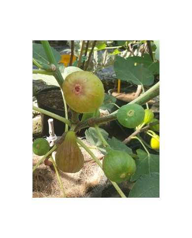 Bio Feigenbaum Terza (*) Bio Feigenbaum Terza (*)