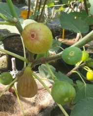 Bio Feigenbaum Terza (*) Bio Feigenbaum Terza (*)