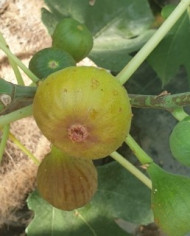 Bio Feigenbaum Terza (*) Bio Feigenbaum Terza (*)