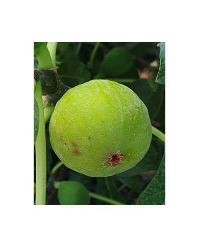 biofeigenbaumtrojano biofeigenbaumtrojano