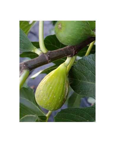 Bio Feigenbaum Trojano (**) Bio Feigenbaum Trojano (**)