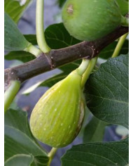 Bio Feigenbaum Trojano (**) Bio Feigenbaum Trojano (**)