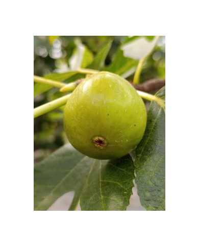 biofeigenbaumucr143-28 biofeigenbaumucr143-28