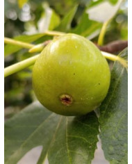 biofeigenbaumucr143-28 biofeigenbaumucr143-28