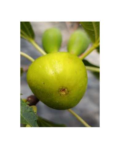 Bio Feigenbaum UCR 143-28 (*) Bio Feigenbaum UCR 143-28 (*)