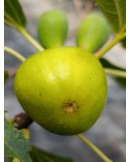 Bio Feigenbaum UCR 143-28 (*) Bio Feigenbaum UCR 143-28 (*)