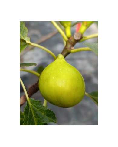 Bio Feigenbaum UCR 143-28 (*) Bio Feigenbaum UCR 143-28 (*)