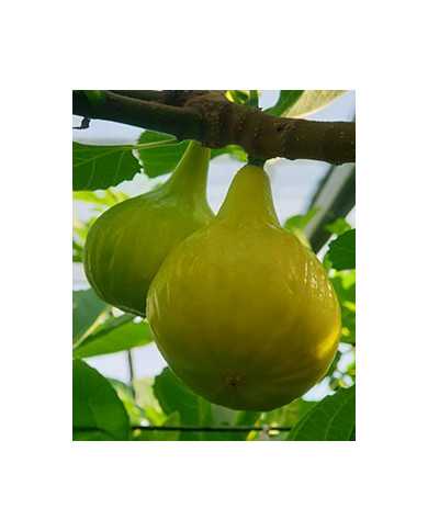 biofeigenbaumucr276-14