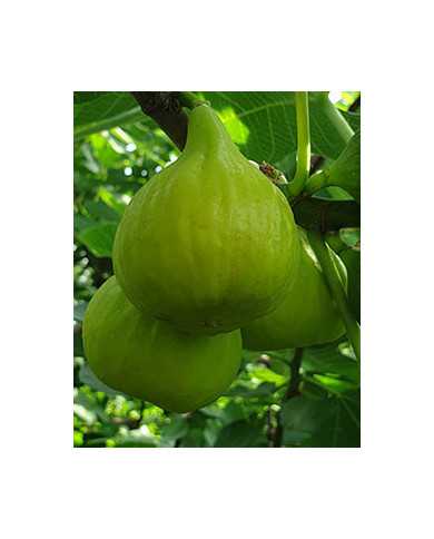 Bio Feigenbaum UCR 276-14 (*) Bio Feigenbaum UCR 276-14 (*)