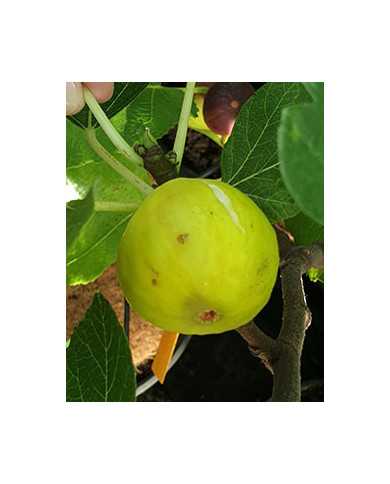 Bio Feigenbaum UCR K-6-5 (*)