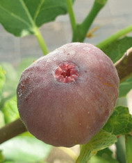 biofeigenbaumvamosilila