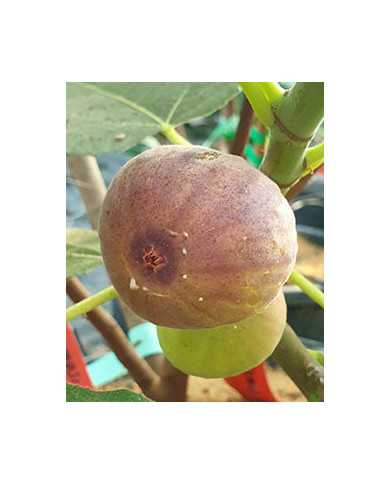 Bio Feigenbaum Vamosi lila (*)