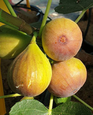 Bio Feigenbaum Vamosi lila (*)