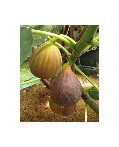 Bio Feigenbaum Vamosi lila (*)