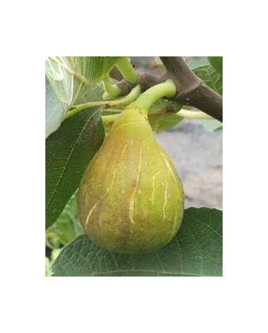 biofeigenbaumverdallongue