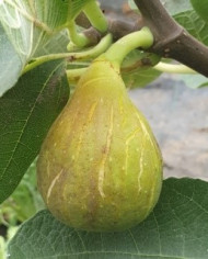 biofeigenbaumverdallongue biofeigenbaumverdallongue