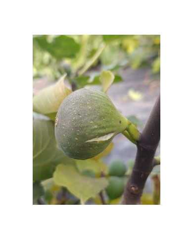 Bio Feigenbaum Verdal Longue (*)