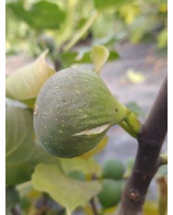 Bio Feigenbaum Verdal Longue (*)