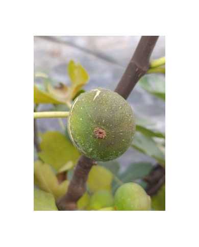 Bio Feigenbaum Verdal Longue (*)