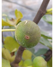 Bio Feigenbaum Verdal Longue (*)