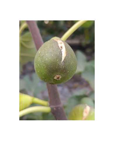 Bio Feigenbaum Verdal Longue (*)