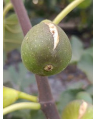 Bio Feigenbaum Verdal Longue (*)