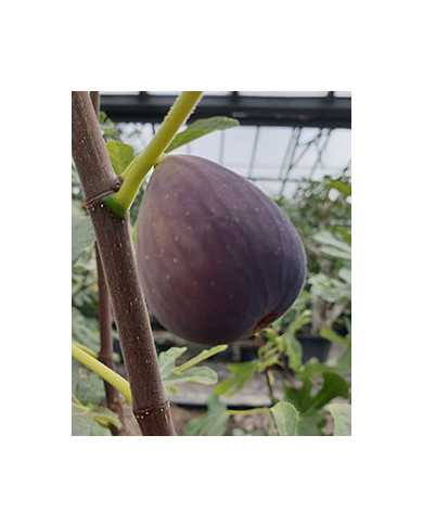 Bio Feigenbaum Verdone (*)