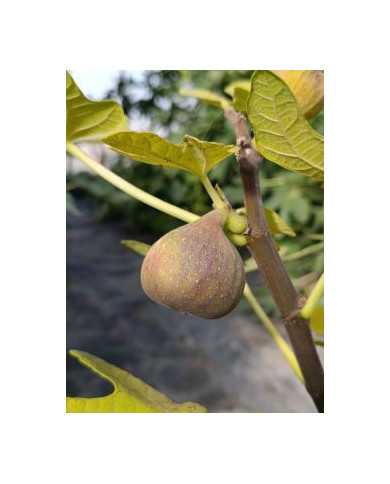 biofeigenbaumvioletted'argenteuil