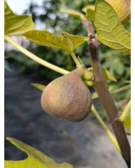 biofeigenbaumvioletted'argenteuil biofeigenbaumvioletted'argenteuil