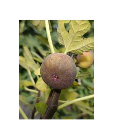 Bio Feigenbaum Violette d'Argenteuil (**)