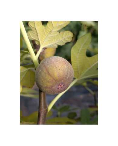 Bio Feigenbaum Violette d'Argenteuil (**)