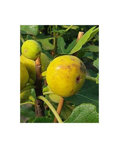 biofeigenbaumvörcsök(akos) biofeigenbaumvörcsök(akos)