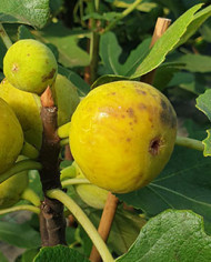 biofeigenbaumvörcsök(akos)