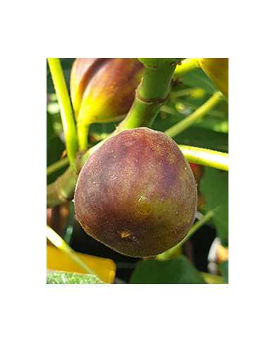 Bio Feigenbaum Vörcsök (Akos) (*) Bio Feigenbaum Vörcsök (Akos) (*)