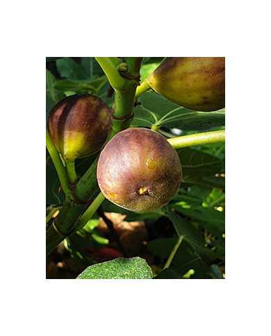 Bio Feigenbaum Vörcsök (Akos) (*) Bio Feigenbaum Vörcsök (Akos) (*)