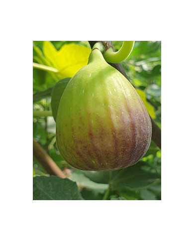 biofeigenbaumwilmingtoncreeper biofeigenbaumwilmingtoncreeper