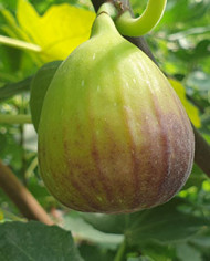 biofeigenbaumwilmingtoncreeper biofeigenbaumwilmingtoncreeper