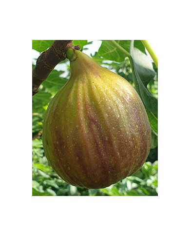 Bio Feigenbaum Wilmington Creeper (**) Bio Feigenbaum Wilmington Creeper (**)