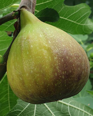 Bio Feigenbaum Wilmington Creeper (**) Bio Feigenbaum Wilmington Creeper (**)